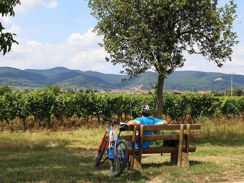 b & b La Collina dei Ciliegi